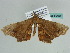  ( - BC ZSM Lep 50164)  @13 [ ] CreativeCommons - Attribution Non-Commercial Share-Alike (2011) Axel Hausmann/Bavarian State Collection of Zoology (ZSM) SNSB, Zoologische Staatssammlung Muenchen