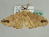  ( - BC ZSM Lep 50194)  @13 [ ] CreativeCommons - Attribution Non-Commercial Share-Alike (2011) Axel Hausmann/Bavarian State Collection of Zoology (ZSM) SNSB, Zoologische Staatssammlung Muenchen