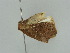  ( - BC ZSM Lep 52021)  @12 [ ] CreativeCommons - Attribution Non-Commercial Share-Alike (2011) Axel Hausmann/Bavarian State Collection of Zoology (ZSM) SNSB, Zoologische Staatssammlung Muenchen