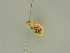  ( - BC ZSM Lep 52081)  @12 [ ] CreativeCommons - Attribution Non-Commercial Share-Alike (2011) Axel Hausmann/Bavarian State Collection of Zoology (ZSM) SNSB, Zoologische Staatssammlung Muenchen