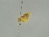  ( - BC ZSM Lep 52084)  @12 [ ] CreativeCommons - Attribution Non-Commercial Share-Alike (2011) Axel Hausmann/Bavarian State Collection of Zoology (ZSM) SNSB, Zoologische Staatssammlung Muenchen
