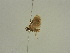  ( - BC ZSM Lep 52173)  @12 [ ] CreativeCommons - Attribution Non-Commercial Share-Alike (2011) Axel Hausmann/Bavarian State Collection of Zoology (ZSM) SNSB, Zoologische Staatssammlung Muenchen