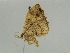  ( - BC ZSM Lep 52195)  @12 [ ] CreativeCommons - Attribution Non-Commercial Share-Alike (2011) Axel Hausmann/Bavarian State Collection of Zoology (ZSM) SNSB, Zoologische Staatssammlung Muenchen