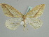  (Loxaspilates arrizanaria - BC ZSM Lep 52304)  @12 [ ] CreativeCommons - Attribution Non-Commercial Share-Alike (2011) Axel Hausmann/Bavarian State Collection of Zoology (ZSM) SNSB, Zoologische Staatssammlung Muenchen