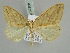  ( - BC ZSM Lep 52308)  @11 [ ] CreativeCommons - Attribution Non-Commercial Share-Alike (2011) Axel Hausmann/Bavarian State Collection of Zoology (ZSM) SNSB, Zoologische Staatssammlung Muenchen
