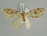  ( - BC ZSM Lep 52311)  @11 [ ] CreativeCommons - Attribution Non-Commercial Share-Alike (2011) Axel Hausmann/Bavarian State Collection of Zoology (ZSM) SNSB, Zoologische Staatssammlung Muenchen