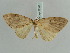  (Loxaspilates biformata - BC ZSM Lep 52312)  @11 [ ] CreativeCommons - Attribution Non-Commercial Share-Alike (2011) Axel Hausmann/Bavarian State Collection of Zoology (ZSM) SNSB, Zoologische Staatssammlung Muenchen