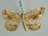  (Oxymacaria truncaria - BC ZSM Lep 52314)  @12 [ ] CreativeCommons - Attribution Non-Commercial Share-Alike (2011) Axel Hausmann/Bavarian State Collection of Zoology (ZSM) SNSB, Zoologische Staatssammlung Muenchen