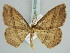  (Rhodostrophia bisinuata - BC ZSM Lep 52320)  @13 [ ] CreativeCommons - Attribution Non-Commercial Share-Alike (2011) Axel Hausmann/Bavarian State Collection of Zoology (ZSM) SNSB, Zoologische Staatssammlung Muenchen