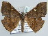 ( - BC ZSM Lep 52328)  @14 [ ] CreativeCommons - Attribution Non-Commercial Share-Alike (2011) Axel Hausmann/Bavarian State Collection of Zoology (ZSM) SNSB, Zoologische Staatssammlung Muenchen