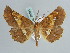  (Garaeus AH01Tw - BC ZSM Lep 52335)  @11 [ ] CreativeCommons - Attribution Non-Commercial Share-Alike (2011) Axel Hausmann/Bavarian State Collection of Zoology (ZSM) SNSB, Zoologische Staatssammlung Muenchen