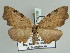  ( - BC ZSM Lep 52338)  @11 [ ] CreativeCommons - Attribution Non-Commercial Share-Alike (2011) Axel Hausmann/Bavarian State Collection of Zoology (ZSM) SNSB, Zoologische Staatssammlung Muenchen