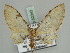 (Brabira AH01Tw - BC ZSM Lep 52342)  @11 [ ] CreativeCommons - Attribution Non-Commercial Share-Alike (2011) Axel Hausmann/Bavarian State Collection of Zoology (ZSM) SNSB, Zoologische Staatssammlung Muenchen