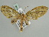  (Sauris AH01Tw - BC ZSM Lep 52346)  @11 [ ] CreativeCommons - Attribution Non-Commercial Share-Alike (2011) Axel Hausmann/Bavarian State Collection of Zoology (ZSM) SNSB, Zoologische Staatssammlung Muenchen