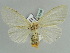  ( - BC ZSM Lep 52388)  @11 [ ] CreativeCommons - Attribution Non-Commercial Share-Alike (2011) Axel Hausmann/Bavarian State Collection of Zoology (ZSM) SNSB, Zoologische Staatssammlung Muenchen