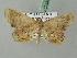  ( - BC ZSM Lep 53537)  @12 [ ] CreativeCommons - Attribution Non-Commercial Share-Alike (2011) Axel Hausmann/Bavarian State Collection of Zoology (ZSM) SNSB, Zoologische Staatssammlung Muenchen