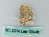  ( - BC ZSM Lep 53546)  @12 [ ] CreativeCommons - Attribution Non-Commercial Share-Alike (2011) Axel Hausmann/Bavarian State Collection of Zoology (ZSM) SNSB, Zoologische Staatssammlung Muenchen