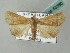  ( - BC ZSM Lep 53560)  @14 [ ] CreativeCommons - Attribution Non-Commercial Share-Alike (2011) Axel Hausmann/Bavarian State Collection of Zoology (ZSM) SNSB, Zoologische Staatssammlung Muenchen