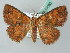  ( - BC ZSM Lep 53562)  @14 [ ] CreativeCommons - Attribution Non-Commercial Share-Alike (2011) Axel Hausmann/Bavarian State Collection of Zoology (ZSM) SNSB, Zoologische Staatssammlung Muenchen