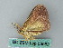 ( - BC ZSM Lep 53562)  @12 [ ] CreativeCommons - Attribution Non-Commercial Share-Alike (2011) Axel Hausmann/Bavarian State Collection of Zoology (ZSM) SNSB, Zoologische Staatssammlung Muenchen