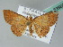  ( - BC ZSM Lep 53569)  @12 [ ] CreativeCommons - Attribution Non-Commercial Share-Alike (2011) Axel Hausmann/Bavarian State Collection of Zoology (ZSM) SNSB, Zoologische Staatssammlung Muenchen