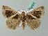  ( - BC ZSM Lep 53577)  @13 [ ] CreativeCommons - Attribution Non-Commercial Share-Alike (2011) Axel Hausmann/Bavarian State Collection of Zoology (ZSM) SNSB, Zoologische Staatssammlung Muenchen