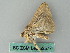  ( - BC ZSM Lep 53577)  @12 [ ] CreativeCommons - Attribution Non-Commercial Share-Alike (2011) Axel Hausmann/Bavarian State Collection of Zoology (ZSM) SNSB, Zoologische Staatssammlung Muenchen