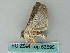  ( - BC ZSM Lep 53595)  @12 [ ] CreativeCommons - Attribution Non-Commercial Share-Alike (2011) Axel Hausmann/Bavarian State Collection of Zoology (ZSM) SNSB, Zoologische Staatssammlung Muenchen