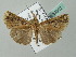  ( - BC ZSM Lep 53602)  @13 [ ] CreativeCommons - Attribution Non-Commercial Share-Alike (2011) Axel Hausmann/Bavarian State Collection of Zoology (ZSM) SNSB, Zoologische Staatssammlung Muenchen