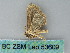  ( - BC ZSM Lep 53609)  @12 [ ] CreativeCommons - Attribution Non-Commercial Share-Alike (2011) Axel Hausmann/Bavarian State Collection of Zoology (ZSM) SNSB, Zoologische Staatssammlung Muenchen