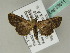  (Anigraea deleta - BC ZSM Lep 53611)  @13 [ ] CreativeCommons - Attribution Non-Commercial Share-Alike (2011) Axel Hausmann/Bavarian State Collection of Zoology (ZSM) SNSB, Zoologische Staatssammlung Muenchen