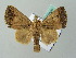  (Bocula xanthostola - BC ZSM Lep 53625)  @13 [ ] CreativeCommons - Attribution Non-Commercial Share-Alike (2011) Axel Hausmann/Bavarian State Collection of Zoology (ZSM) SNSB, Zoologische Staatssammlung Muenchen