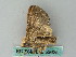  ( - BC ZSM Lep 53625)  @12 [ ] CreativeCommons - Attribution Non-Commercial Share-Alike (2011) Axel Hausmann/Bavarian State Collection of Zoology (ZSM) SNSB, Zoologische Staatssammlung Muenchen