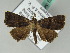  ( - BC ZSM Lep 53637)  @14 [ ] CreativeCommons - Attribution Non-Commercial Share-Alike (2011) Axel Hausmann/Bavarian State Collection of Zoology (ZSM) SNSB, Zoologische Staatssammlung Muenchen