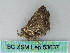  ( - BC ZSM Lep 53637)  @12 [ ] CreativeCommons - Attribution Non-Commercial Share-Alike (2011) Axel Hausmann/Bavarian State Collection of Zoology (ZSM) SNSB, Zoologische Staatssammlung Muenchen