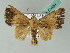  ( - BC ZSM Lep 53639)  @12 [ ] CreativeCommons - Attribution Non-Commercial Share-Alike (2011) Axel Hausmann/Bavarian State Collection of Zoology (ZSM) SNSB, Zoologische Staatssammlung Muenchen