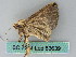  ( - BC ZSM Lep 53639)  @12 [ ] CreativeCommons - Attribution Non-Commercial Share-Alike (2011) Axel Hausmann/Bavarian State Collection of Zoology (ZSM) SNSB, Zoologische Staatssammlung Muenchen