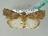  (Spodoptera pecten - BC ZSM Lep 53644)  @14 [ ] CreativeCommons - Attribution Non-Commercial Share-Alike (2011) Axel Hausmann/Bavarian State Collection of Zoology (ZSM) SNSB, Zoologische Staatssammlung Muenchen