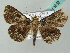  (Caduca - BC ZSM Lep 53653)  @13 [ ] CreativeCommons - Attribution Non-Commercial Share-Alike (2011) Axel Hausmann/Bavarian State Collection of Zoology (ZSM) SNSB, Zoologische Staatssammlung Muenchen