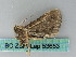  ( - BC ZSM Lep 53653)  @12 [ ] CreativeCommons - Attribution Non-Commercial Share-Alike (2011) Axel Hausmann/Bavarian State Collection of Zoology (ZSM) SNSB, Zoologische Staatssammlung Muenchen