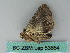  ( - BC ZSM Lep 53654)  @12 [ ] CreativeCommons - Attribution Non-Commercial Share-Alike (2011) Axel Hausmann/Bavarian State Collection of Zoology (ZSM) SNSB, Zoologische Staatssammlung Muenchen