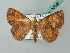  ( - BC ZSM Lep 53656)  @13 [ ] CreativeCommons - Attribution Non-Commercial Share-Alike (2011) Axel Hausmann/Bavarian State Collection of Zoology (ZSM) SNSB, Zoologische Staatssammlung Muenchen