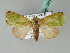  ( - BC ZSM Lep 53658)  @13 [ ] CreativeCommons - Attribution Non-Commercial Share-Alike (2011) Axel Hausmann/Bavarian State Collection of Zoology (ZSM) SNSB, Zoologische Staatssammlung Muenchen