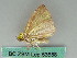  ( - BC ZSM Lep 53658)  @12 [ ] CreativeCommons - Attribution Non-Commercial Share-Alike (2011) Axel Hausmann/Bavarian State Collection of Zoology (ZSM) SNSB, Zoologische Staatssammlung Muenchen