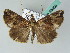  (Hypena jugalis - BC ZSM Lep 53668)  @14 [ ] CreativeCommons - Attribution Non-Commercial Share-Alike (2011) Axel Hausmann/Bavarian State Collection of Zoology (ZSM) SNSB, Zoologische Staatssammlung Muenchen