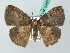  ( - BC ZSM Lep 53671)  @13 [ ] CreativeCommons - Attribution Non-Commercial Share-Alike (2011) Axel Hausmann/Bavarian State Collection of Zoology (ZSM) SNSB, Zoologische Staatssammlung Muenchen