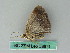  ( - BC ZSM Lep 53671)  @12 [ ] CreativeCommons - Attribution Non-Commercial Share-Alike (2011) Axel Hausmann/Bavarian State Collection of Zoology (ZSM) SNSB, Zoologische Staatssammlung Muenchen
