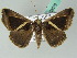  (Chalciope mygdon - BC ZSM Lep 53672)  @14 [ ] CreativeCommons - Attribution Non-Commercial Share-Alike (2011) Axel Hausmann/Bavarian State Collection of Zoology (ZSM) SNSB, Zoologische Staatssammlung Muenchen