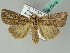  (Mythimna AH01Th - BC ZSM Lep 53676)  @15 [ ] CreativeCommons - Attribution Non-Commercial Share-Alike (2011) Axel Hausmann/Bavarian State Collection of Zoology (ZSM) SNSB, Zoologische Staatssammlung Muenchen
