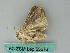  ( - BC ZSM Lep 53676)  @13 [ ] CreativeCommons - Attribution Non-Commercial Share-Alike (2011) Axel Hausmann/Bavarian State Collection of Zoology (ZSM) SNSB, Zoologische Staatssammlung Muenchen